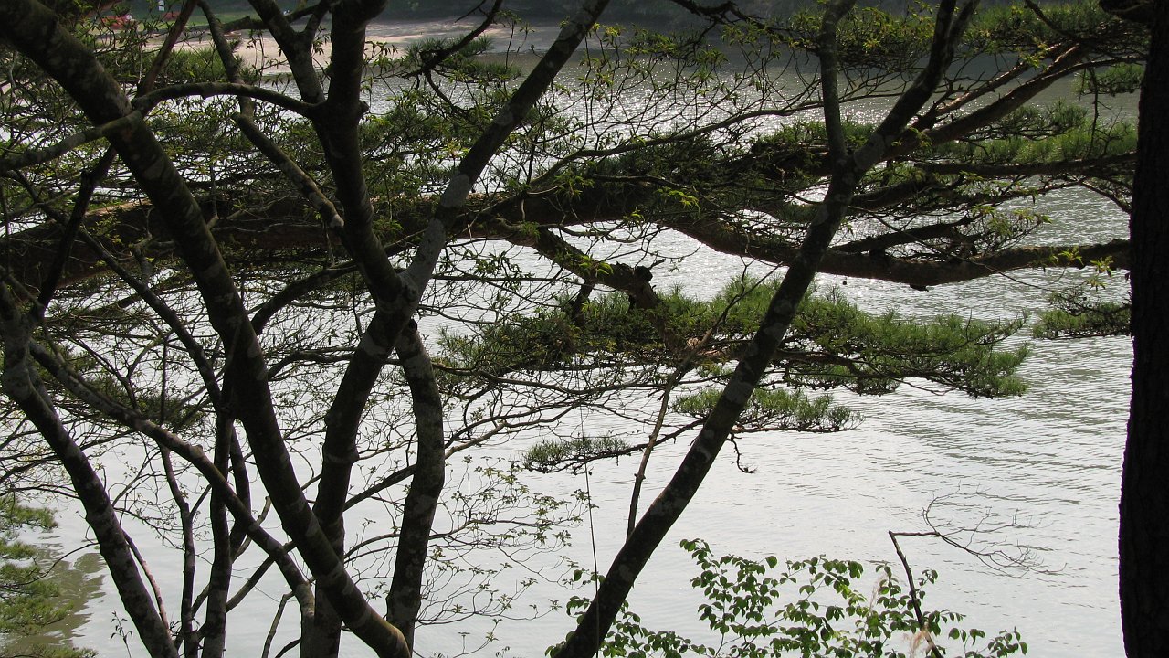 japan trees and water.jpg